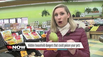 Hidden household dangers that could poison your pet