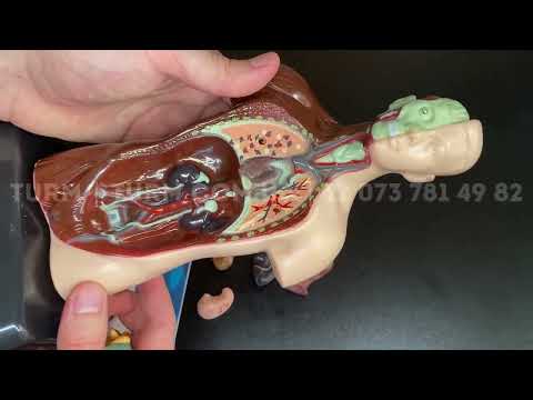 Модель тіла людини 28см, розбірна модель 15 частин., видео 1