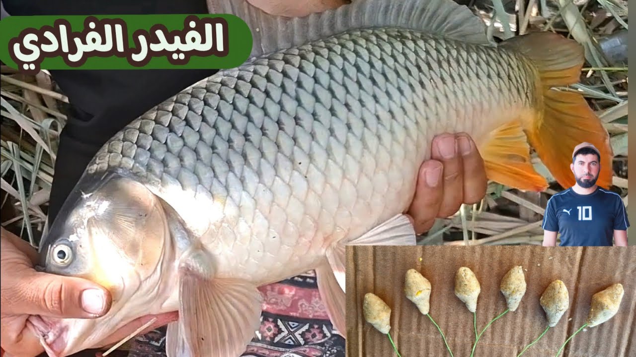 صيد السمك في العراق | سوينا مكان جميل جدا وتم صيد عدد من سمك الكارب العملاق