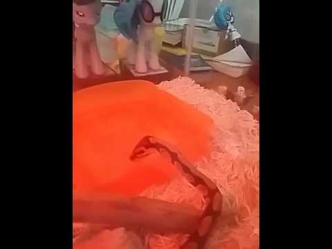 camera iphone 8 plus apk Link drinking~