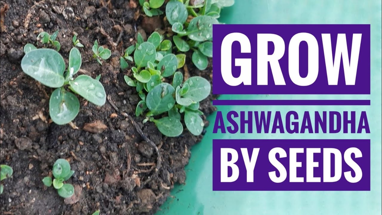 Grow Ashwagandha plant by seeds. YouTube