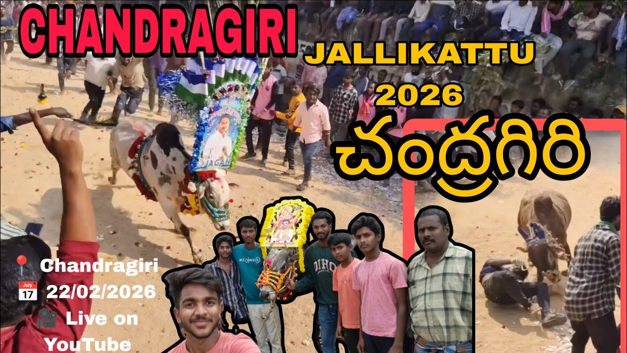  Chandragiri  jallikattu 🤯చంద్రగిరి పశువుల పండగ   🤩 22/02/2026 Traditional Eddula Pandaga