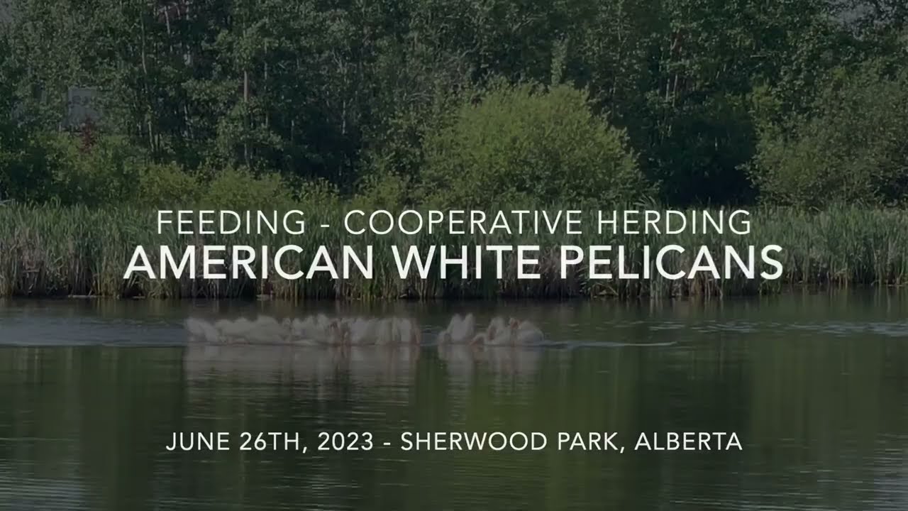 American White Pelicans - Cooperative Herding Feeding