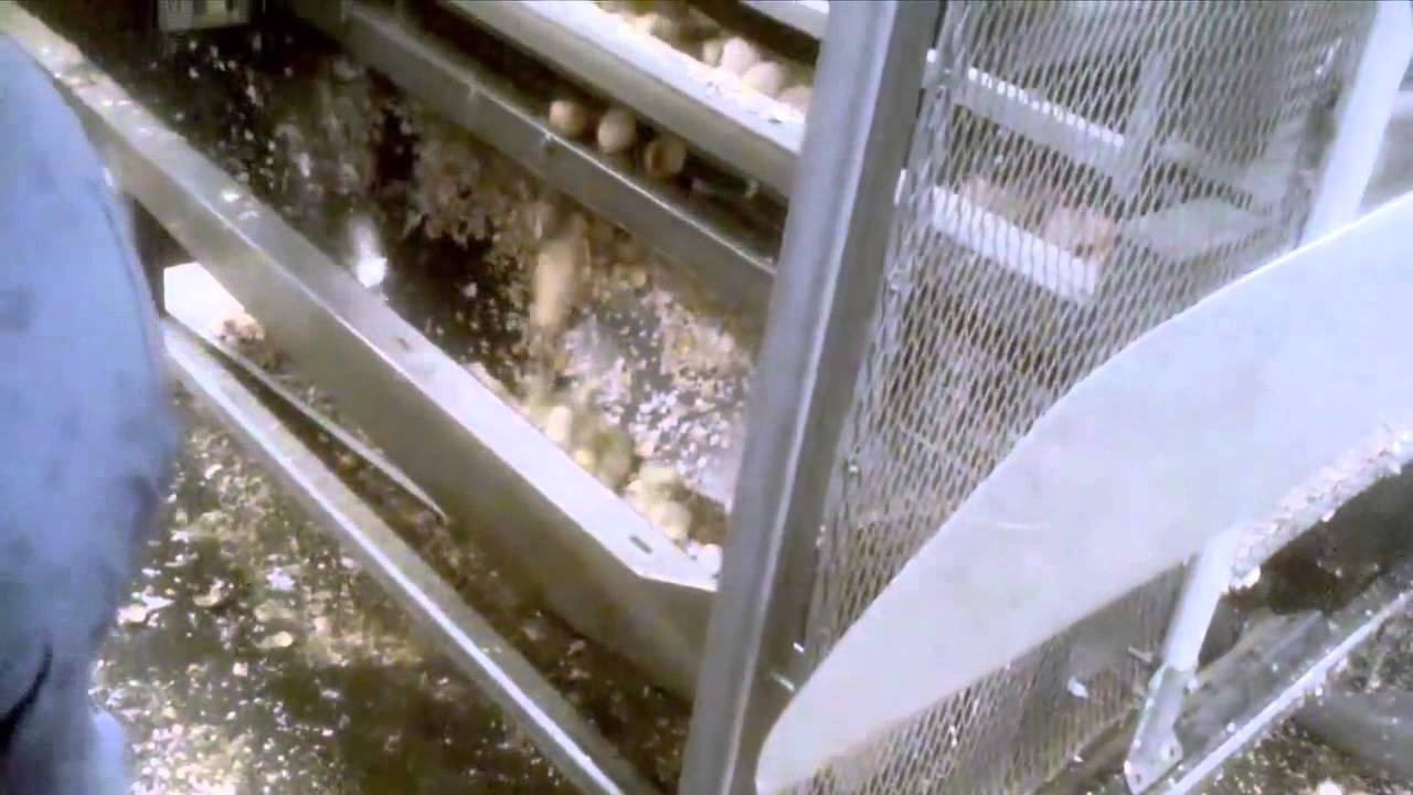 Baby Chicks Ground Up Alive YouTube
