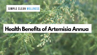 Health Benefits Of Artemisia Annua