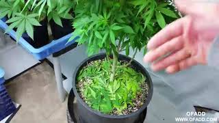Growing Cannabis With LEDs