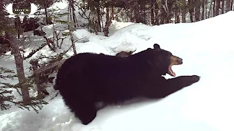 Black Bear Emerges From Hibernation!