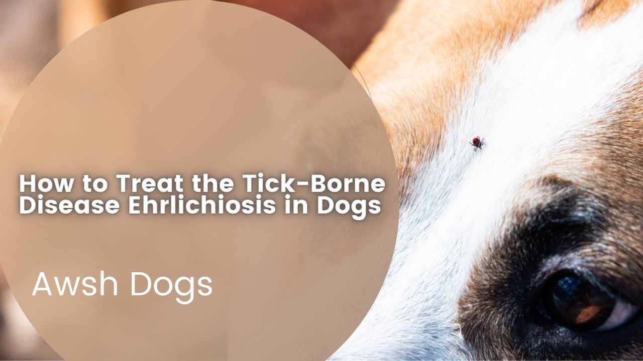 How to Treat the TickBorne Disease Ehrlichiosis in Dogs Dogs Dog
