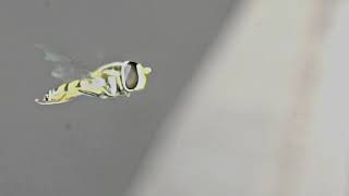 2019 11 13 Hover fly um hovering