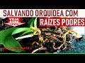 COMO RECUPERAR ORQUÍDEA DESIDRATADA COM RAIZ PODRE OU SEM RAÍZES /salvar replantar envasar ⧣ 2