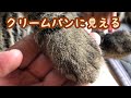 猫の手がクリームパンに見えてしまう【唐草猫ムタさん】
