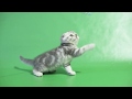 Little scottish fold silver marble / classic tabby girl Fifa