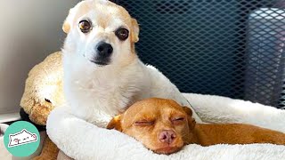 Chihuahua Has Something Behind His Eyes That Makes Everyone Smile | Cuddle Dogs