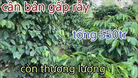 Nhà đất đăk nông cần bán gấp rẫy cà phê xen tiêu. Nguồn thu mạnh. Tổng 550tr còn thương lượng