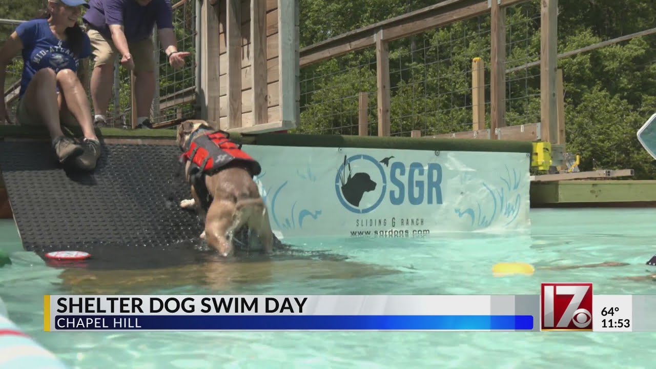 CBS 17 Shelter Dog Swim Day