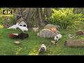Peaceful Garden TV for Cats: Relaxing Birds, Bugs &amp; Nature Sounds