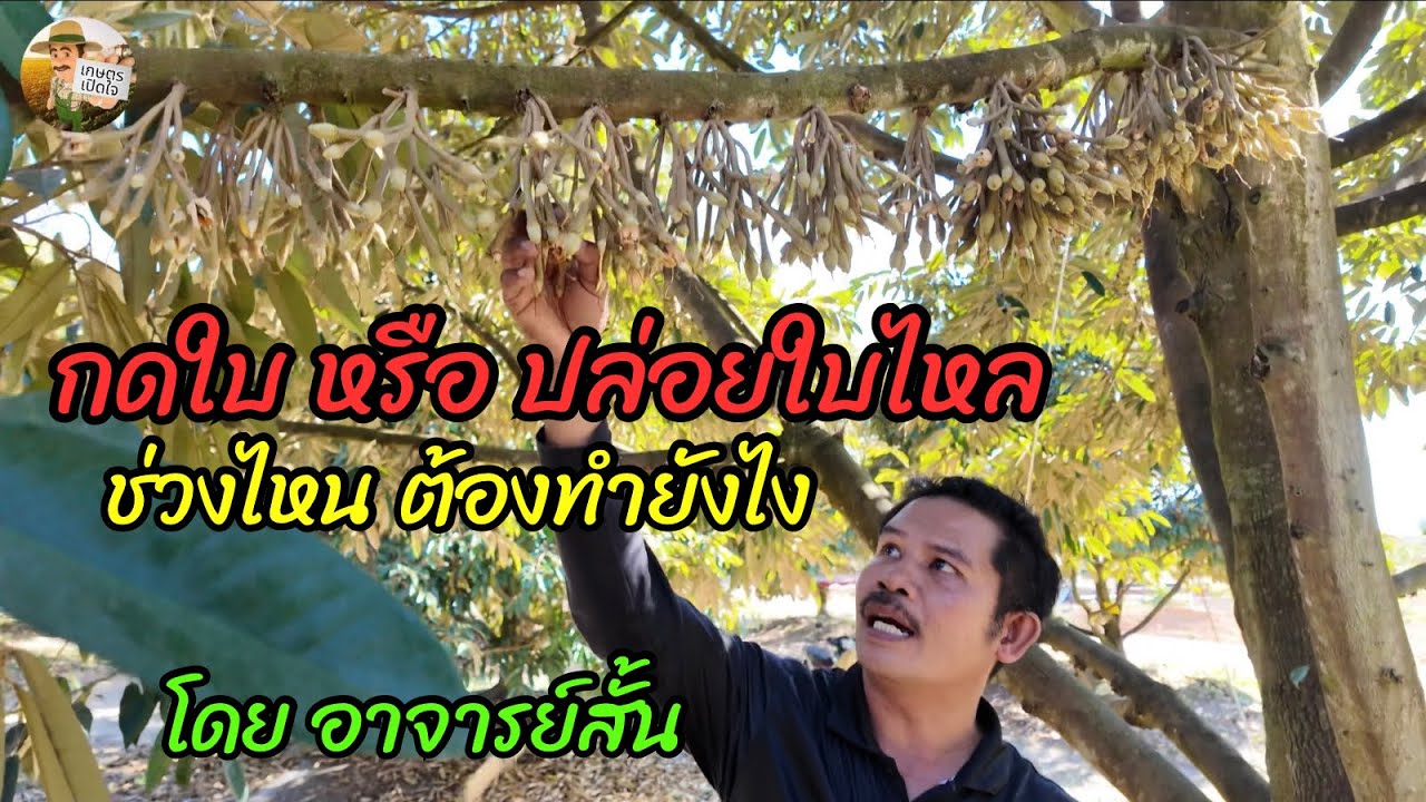กดใบ หรือ ปล่อยใบไหล ช่วงไหนควรทำอย่างไรดี เพราะอะไร | อาจารย์สั้น