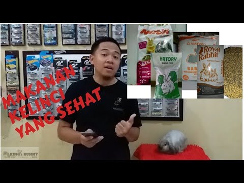 Video: Makan Kelinci Hias