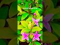 🌷Beautiful Purple shooting star🌷 #homegarden #flowers #ytshorts