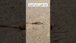 ‫البقاء‬ للقوي انها ‫الطبيعه‬