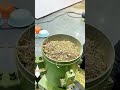 #livestockfeedpelletmill #machine #exportwoodpellet