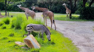 Kilimanjaro Safaris Morning Ride Experience in 4K | Disney's Animal Kingdom Walt Disney World 2022