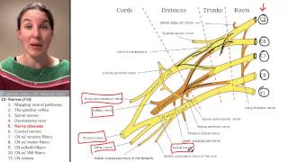 the Nerve Plexus โ Human Anatomy Course