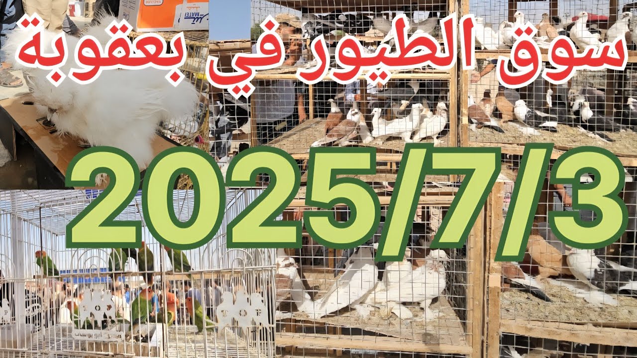 #سوق_الغزل بعقوبة سوق الطيور و الحيوانات الاخرى