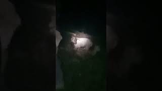Habang patuloy na nag iikot nakita ko ung isang Ibon na kung tawagin sa Bisaya ay Tukmo o Cruko Dove
