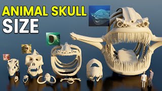 3D Skull Size Comparison | Biggest Skull | Bloop Vs El Gran Maja