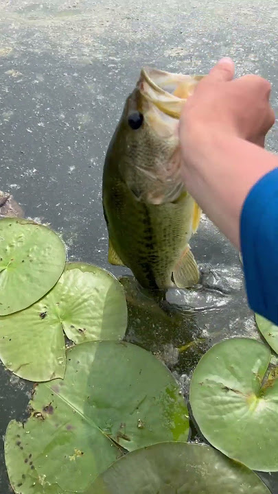 A nice bass out of the lilies.#fyp #blowup #subscribe #views #subscribe
