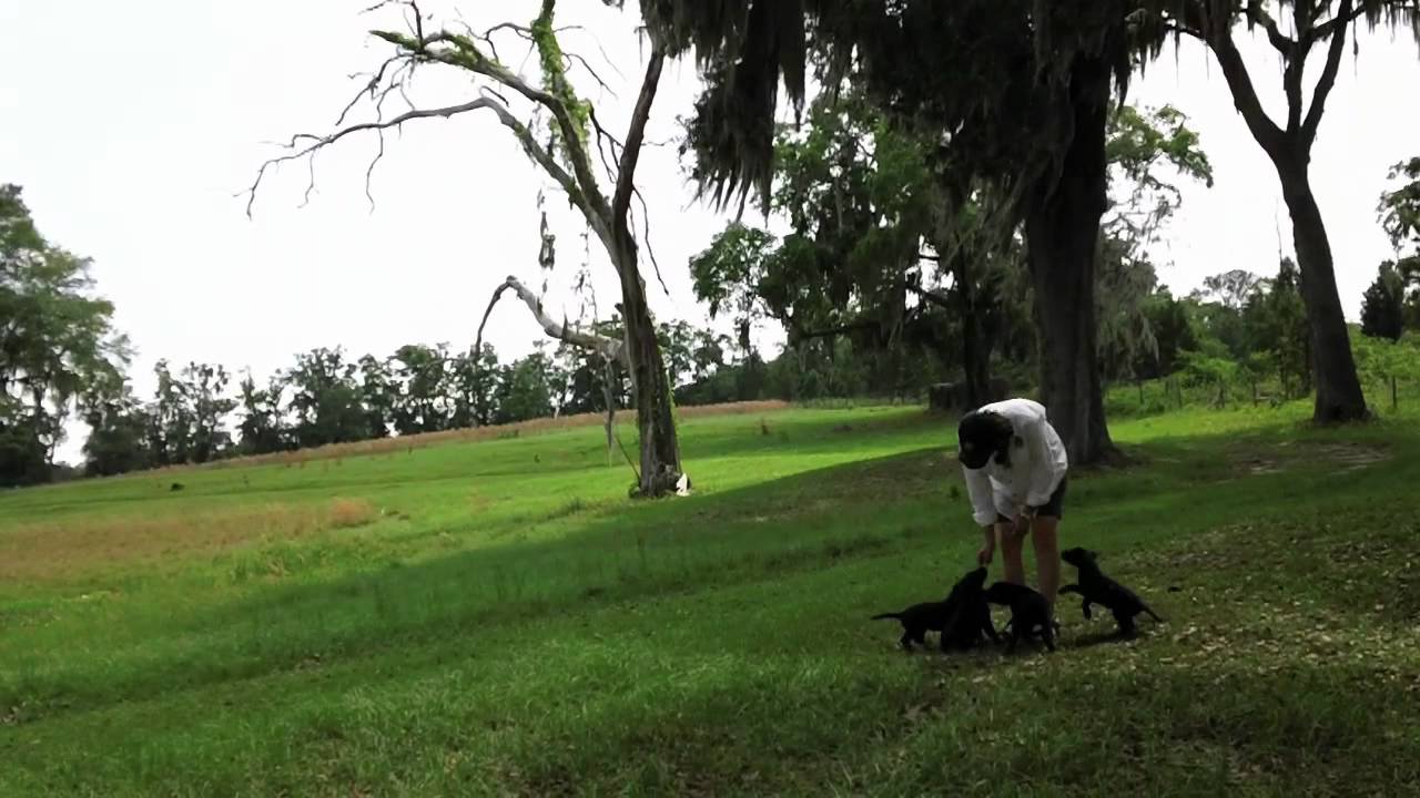 Puppy Training Nathan and Littermates Practice Sit & Place While on a