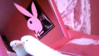 Capture 20090117 8