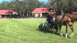 Download Lagu Bettina Scherer Nature Coast Dressage 2014 MP3