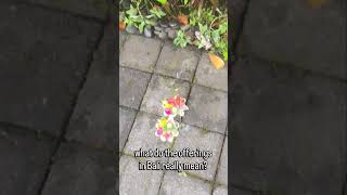 what do the offerings in Bali really mean?#spritual #culture #bali