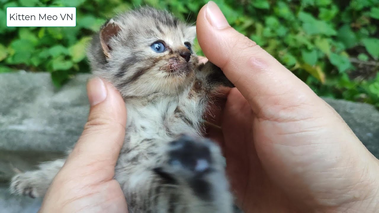 Check kittens with two hands and fingers YouTube