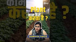 Agrivoltaics plant kaise kaam krta hai? #agrivoltaics #slnkoenergy