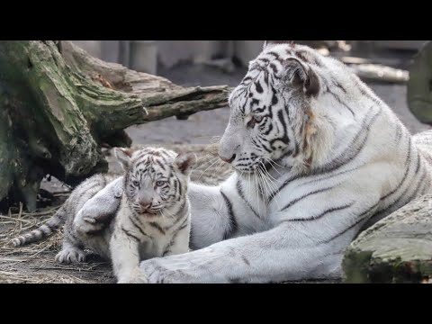 Tingkah LUCU Anak HARIMAU Sedang BERMAIN Anak Harimau 