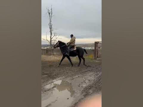 кабардинский жеребец - YouTube
