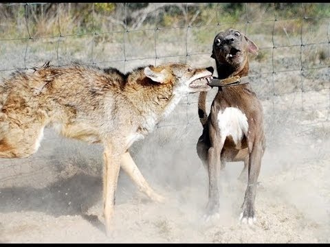 Video: Skillnaden Mellan Coyote Och Dog