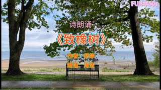 诗朗诵 - 《致橡树》作者：舒婷；朗诵：海清