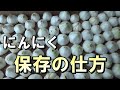 【自然農】　2022年5月25日　スカスカにならない「にんにく」保存の仕方【natural farming】