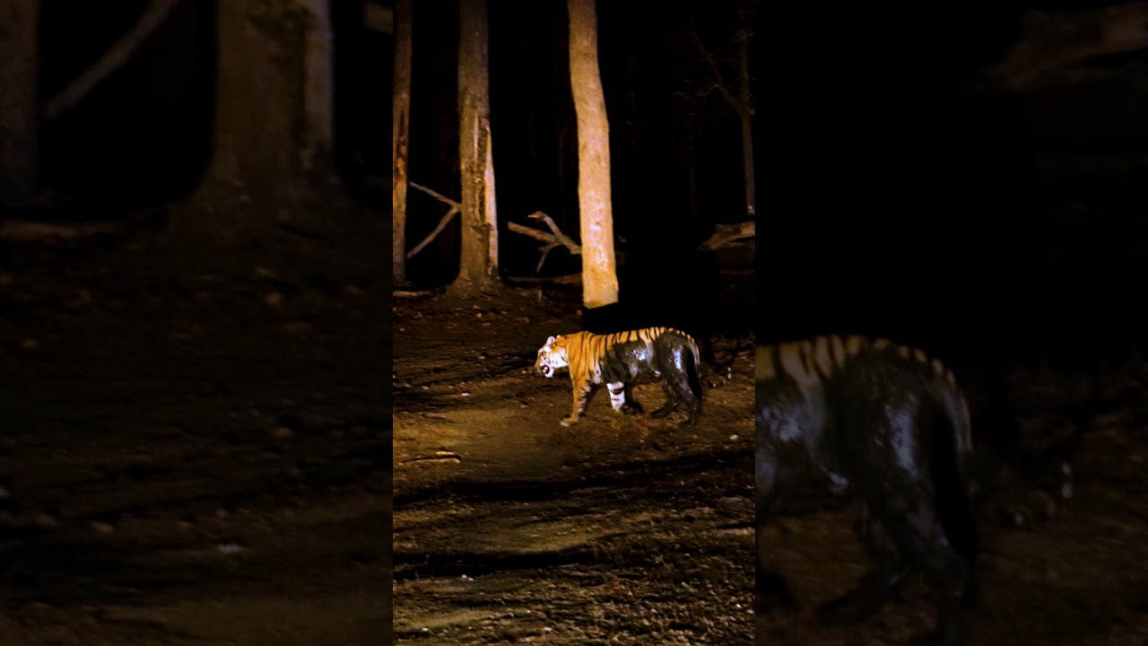 😨🤔Raat ko Jungle mai Kya hua?🤔