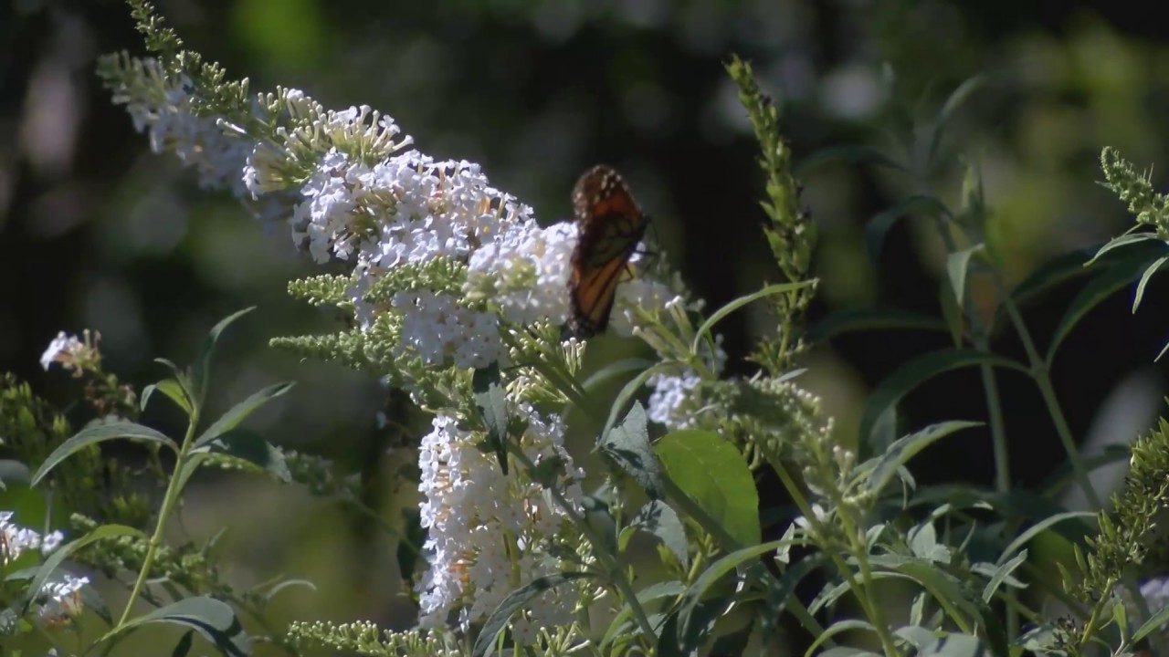 In The Garden Planning For Butterflies Hummingbirds Youtube