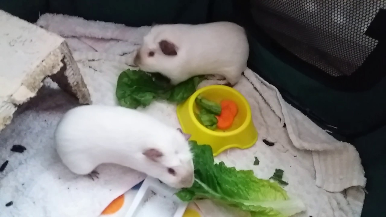 Cute Guinea Pigs Eating