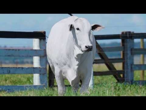 LOTE 25 - CSCF 8507