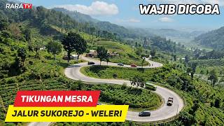 THE CHARM of the 'THOUSAND CURVES' Route Sukorejo – Weleri, Kendal Regency