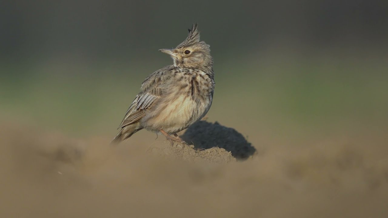 Gorička krajina: ptice