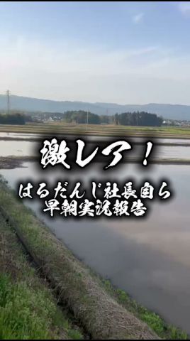 激レア！はるだんじ社長自ら早朝実況報告#shorts #農業 #佐渡 #農家 #米作り #仕事 #作業 #春 #田舎 #田んぼ #朝活 #朝 #早朝 #報告 #お米 #米 #コメ #コシヒカリ