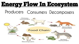 |EVS||Energy flow in ecosystem||Producers||Consumers||Decomposers||Important 3 marks question|